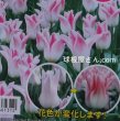 画像1: チューリップ　ホーランドシック（L）　3球入り　 (1)