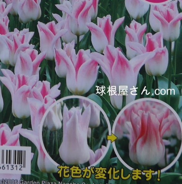画像1: チューリップ　ホーランドシック（L）　3球入り　 (1)