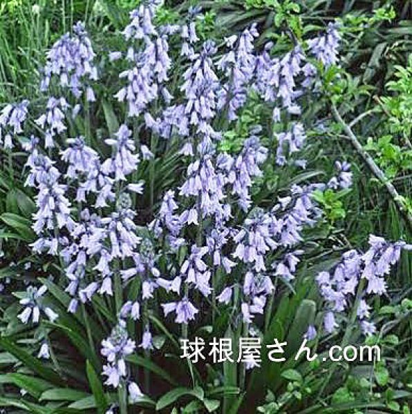 画像1: シラー　イングリッシュブルーベル（ノンスプリクタ）   3球入り (1)