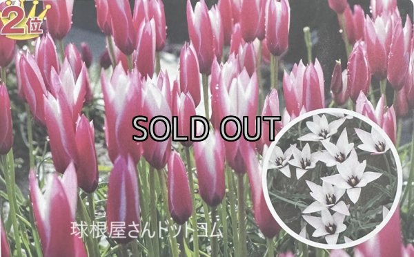 画像1: 原種系チューリップ　ペパーミントスティック（M）5球入り (1)