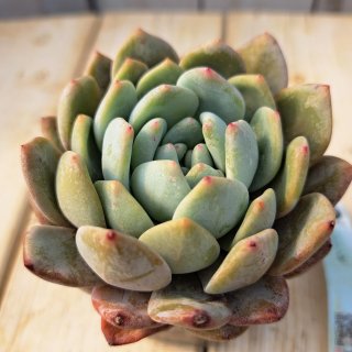 □多肉植物 - 球根屋さんドットコム (Page 1)
