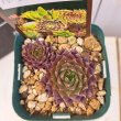 画像3: センペルビウム　バーンスタイン（2.5号） (3)