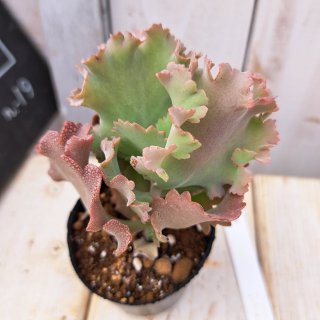 アエオニウム - 球根屋さんドットコム アエオニウム - 球根屋さんドットコム