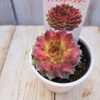 お問合せ・確認用】植物全般（多肉、球根、水草、熱帯植物等）