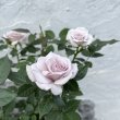 画像1: ミニバラ　ウィンターマジック　白銀（3.0号） (1)