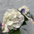 画像1: キッチンアジサイ　I（3.0号） (1)