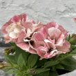 画像1: ペチュニア　ジュリエット　桜モダン（3.5号） (1)