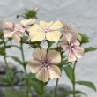 画像1: フロックス　クリームブリュレ（2.5号) (1)