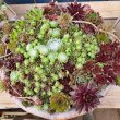 画像2: 大きなセンペルビウム鉢植えA　(現物限り)30×15 (2)