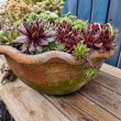 画像3: 大きなセンペルビウム鉢植えA　(現物限り)30×15 (3)