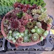 画像1: 大きなセンペルビウム鉢植えB　(現物限り)30×15 (1)
