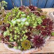 画像1: 大きなセンペルビウム鉢植えA　(現物限り)30×15 (1)