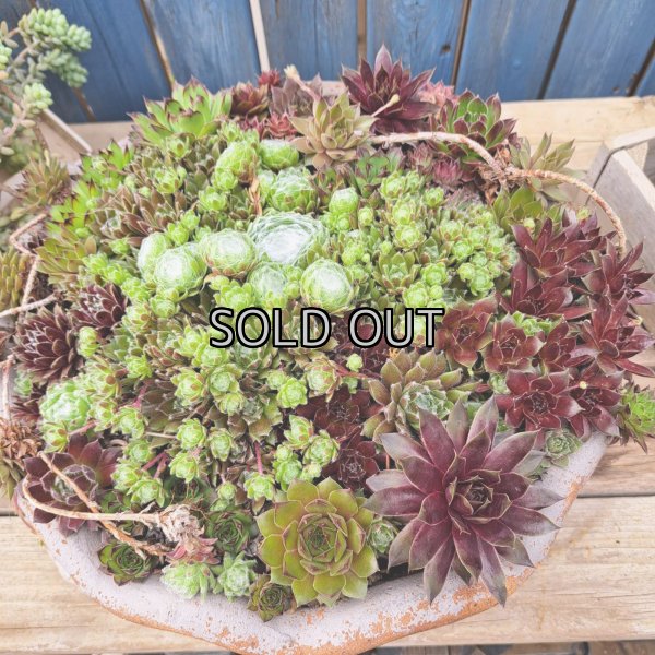 画像1: 大きなセンペルビウム鉢植えA　(現物限り)30×15 (1)