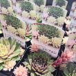 画像3: センペルビウム　バニラシフォン（2.5号） (3)