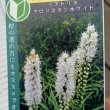 画像3: リアトリス　フロリスタンホワイト（3号） (3)