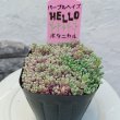 画像2: セダム　パープルヘイズ（3号） (2)