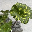 画像1: ツワブキ　技芸天 (4.0号) (1)