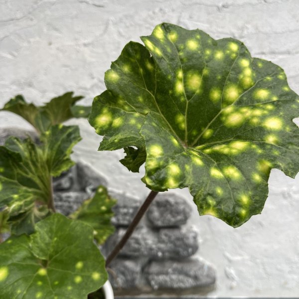 画像1: ツワブキ　技芸天 (4.0号) (1)
