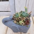画像1: aoiさんの多肉植物寄せ植え　ぞうさんグレー　(14×9×9) (1)