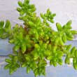 画像2: セダム　虹の玉（2.5号ロング） (2)