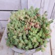 画像1: 多肉寄せ植え　大きなセダム丼　E (1)