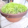 画像4: 多肉寄せ植え　大きなセダム丼　B (4)