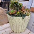 画像4: 多肉寄せ植え　C (4)