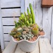 画像3: サボテン寄せ植え　 (3)