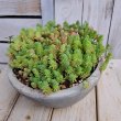 画像3: 多肉寄せ植え　大きなセダム丼　E (3)