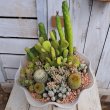 画像1: サボテン寄せ植え　 (1)