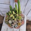 画像2: サボテン寄せ植え　 (2)