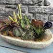 画像3: サボテン寄せ植え A (3)