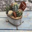 画像3: サボテン寄せ植え D グレー (3)