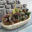 画像4: サボテン寄せ植え A (4)