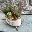 画像3: サボテン寄せ植え D ホワイト (3)