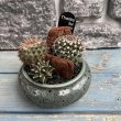 画像1: サボテン寄せ植え B (1)