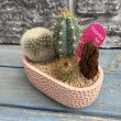画像3: サボテン寄せ植え E (3)