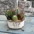 画像1: サボテン寄せ植え D ホワイト (1)