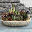 画像1: サボテン寄せ植え A (1)