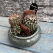 画像3: サボテン寄せ植え B (3)