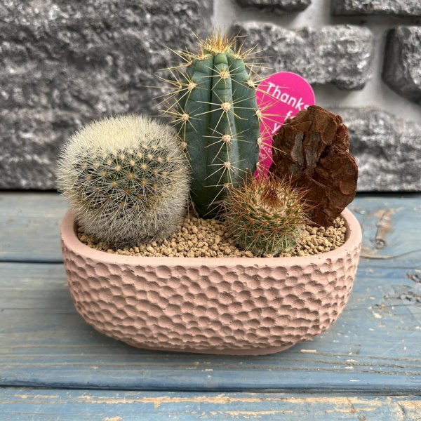 画像1: サボテン寄せ植え E (1)