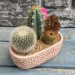 画像4: サボテン寄せ植え E (4)