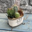 画像4: サボテン寄せ植え D ホワイト (4)