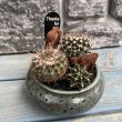 画像4: サボテン寄せ植え B (4)