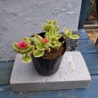 画像3: アプテニア　ベビーサンローズ　花つる錦（3.0号） (3)