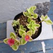 画像2: アプテニア　ベビーサンローズ　花つる錦（3.0号） (2)