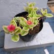 画像1: アプテニア　ベビーサンローズ　花つる錦（3.0号） (1)