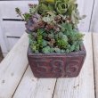 画像4: 多肉寄せ植え　G (4)