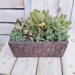 画像5: 多肉寄せ植え　G (5)