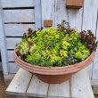 画像3: 多肉寄せ植え　大きなセダム丼　F (3)